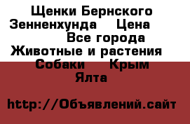 Щенки Бернского Зенненхунда  › Цена ­ 40 000 - Все города Животные и растения » Собаки   . Крым,Ялта